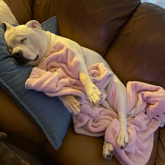 Meet your Posher, Misty - Picture 7 of 10